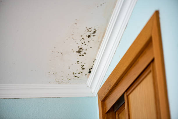 Best Residential Mold Remediation in Seabrook, SC