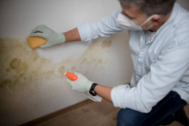 Best White Mold Remediation in Seabrook, SC